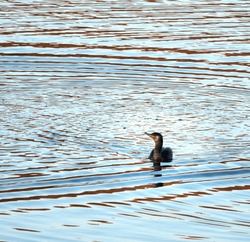 Aquatic bird, cormorant swimming on a lake with waves around. The great cormorant (Phalacrocorax carbo), known as the black shag