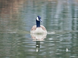 Canadian goose swimming on calm lake water. One Canadian goose floating on a lake. Branta canadensis preening