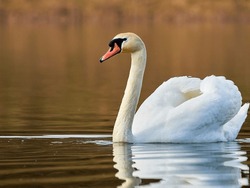 Mute swan on a lake in the sunny morning. Common Eurasian swan swimming on a lake. Beautiful swan on clear water pond
