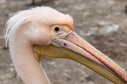 Close up great white pelican, Pelecanus onocrotalus, eastern white pelican, rosy pelican or white pelican. Large water birds with long beaks and a large throat pouch with beautiful pink feathers.