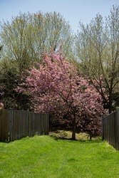 Bright pink cherry blossom tree planted between to wood fence backyards.  