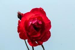 Redrose flower in summer