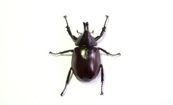 Rhinoceros beetle, Hercules beetle, Unicorn beetle, horn beetle, male on white background