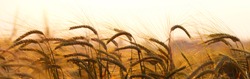 Wheat field.Yellow wheat ears field background.
