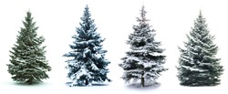 Christmas Tree collage. Christmas Tree in snow  isolated over white background