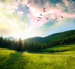 Summer mountain forest landscape at sunset.Flying birds over mountains.