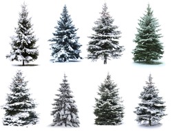Christmas Tree collage. Christmas Tree in snow  Isolated over White background