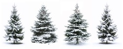 Christmas Tree - Isolated over White background