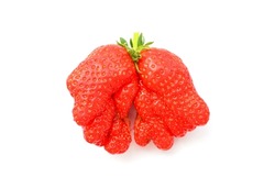 A fresh mutant strawberry with a strange shape. Funny red berry isolated on white background