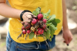 A girl in a yellow T-shirt and denim shorts holds a bunch of fresh radishes in her hand