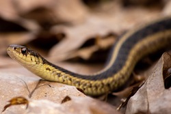 Garter snake slithering through the woods