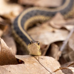Garter snake slithering through the woods