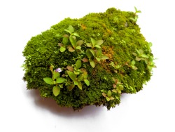 Green moss isolated on white bakground. Bright green moss