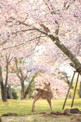 Stunning photography of a deer stands under full bloom cheery blossom trees in early April (spring season) at Nara park, Nara, Japan. 