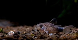 Armored catfish or Cory catfish stay calm on aquatic soil with dark background in fresh water aquarium tank.