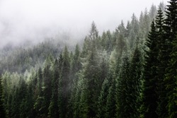 Fark fir forest with fog