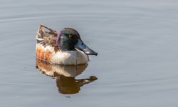 Male Shoveler duck. Shovelers are surface feeing ducks with huge spatulate bills. Males have dark green heads, with white breasts and chestnut flanks. Females are mottled brown. 