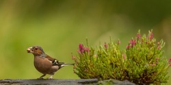 The chaffinch is one of the most widespread and abundant bird in Britain and Ireland. Its patterned plumage helps it to blend in when feeding on the ground and it becomes most obvious when it flies.