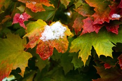 The first snow on the red maple leaves. Beautiful branch with orange and yellow leaves in late fall or early winter under the snow.
