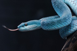 Viper Blue insularis or blue viper or Snake