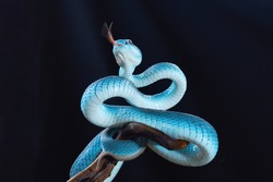 Blue Insularis viper or blue viper stand on the branch with its tounge come out and ready to attack. it so dangerous reptile in the world that nocturnal