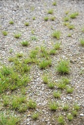 Green grasses on small stone ground.