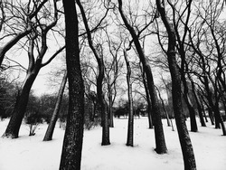 Black tree silhuette into wintery city park 