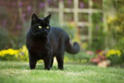 Close up of a black cat on the grass in the back yard, UK