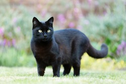 Close up of a black cat on the grass in the garden, UK