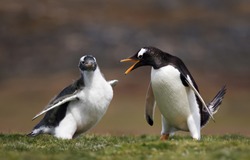 Adult Gentoo penguin annoyed with a chick constantly asking for food, Falkland islands. 