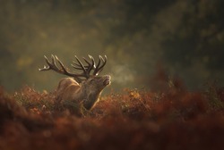 Red Deer (Cervus elaphus) stag during rutting season with breath condensing on a misty autumn morning, UK