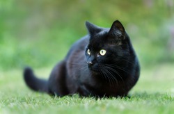 Close up of a black cat lying on the grass in the garden, UK