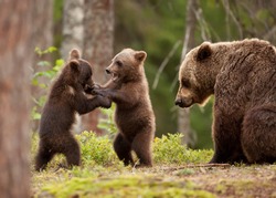 Eurasian brown bear (Ursos arctos) female and her playful cubs at the edge of a boreal forest, Finland.
