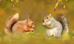 Close up of grey and red squirrels in autumn, UK.