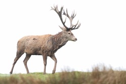 Close-up of a red deer stag against clear background.