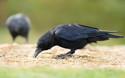 Close up of a Carrion crow eating on the ground, UK.