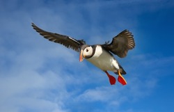 Close up of an Atlantic puffin in flight, UK.
