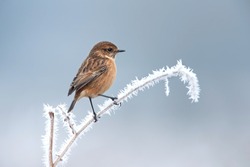 Female European stonechat on a frosted perch in winter