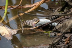 The Image of a rat-snake hunting a fish in the bushes of the pond, the relationship between food and eater in the living world. Selective focus