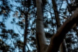 Trippy fragmented trees in dark forest under hazy blue sky - abstract motion-blurred background texture 