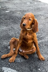 Irish Setter puppy, sitting on the pavement