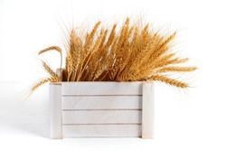 Wheat ears in a white wooden box, 
the concept of the Israeli holiday Shavuot