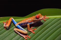 red frog with blue legs, poison dart frog, beautiful rainforest species of costa rica and panama kept as a pet in a terrarium ,oophaga pumilio exotic amphibian