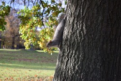Grey squirrel upside down on a tree in a park