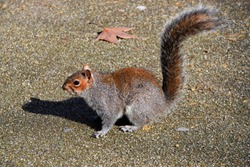 Grey squirrel closeup on road in park