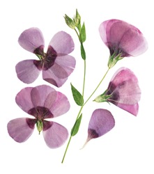 Pressed and dried delicate purple flower flax, isolated on white background. For use in scrapbooking, pressed floristry or herbarium.