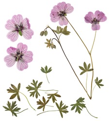 Pressed and dried delicate transparent flowers geranium, isolated on white background. For use in scrapbooking, floristry or herbarium.