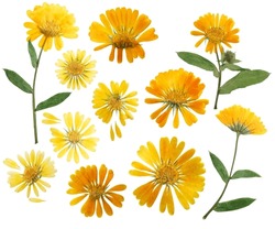 Pressed and dried delicate flower of calendula officinalis, marigold. Isolated on white background. For use in scrapbooking, floristry or herbarium.