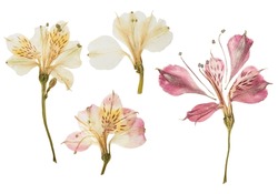 Pressed and dried flower alstroemeria, isolated on white background. For use in scrapbooking, floristry or herbarium.