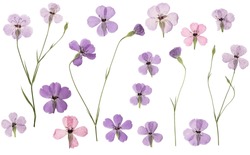 Pressed and dried flowers viscaria. Isolated on white background. For use in scrapbooking, floristry or herbarium.
